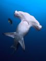 Think I may have startle this one. LOL! Hammerhead with King Angel cleaner.
D2x 15mm Fe 